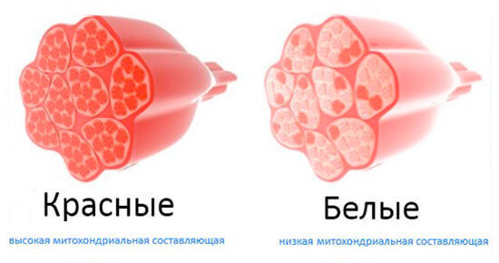 Типы мышечных волокон и правила их тренировки