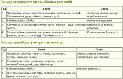 Севооборот на дачном огороде: умный возделывает урожай, а мудрый землю 