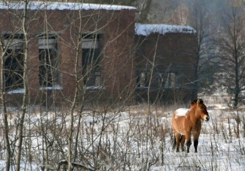 Скрытые видеокамеры сняли изобилие животной жизни в Чернобыльской зоне