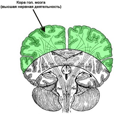 ВЕГЕТО-СОСУДИСТАЯ ДИСТОНИЯ с точки зрения нейрофизиологии