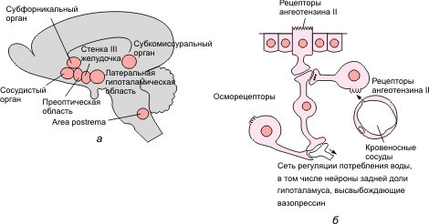 Метод тестового глотка: пейте в радость