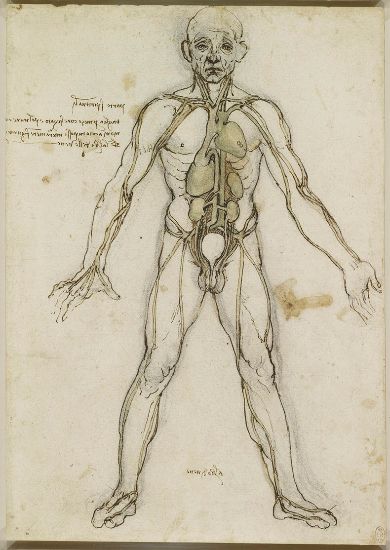Анатомические рисунки Леонардо да Винчи выложили в открытый доступ