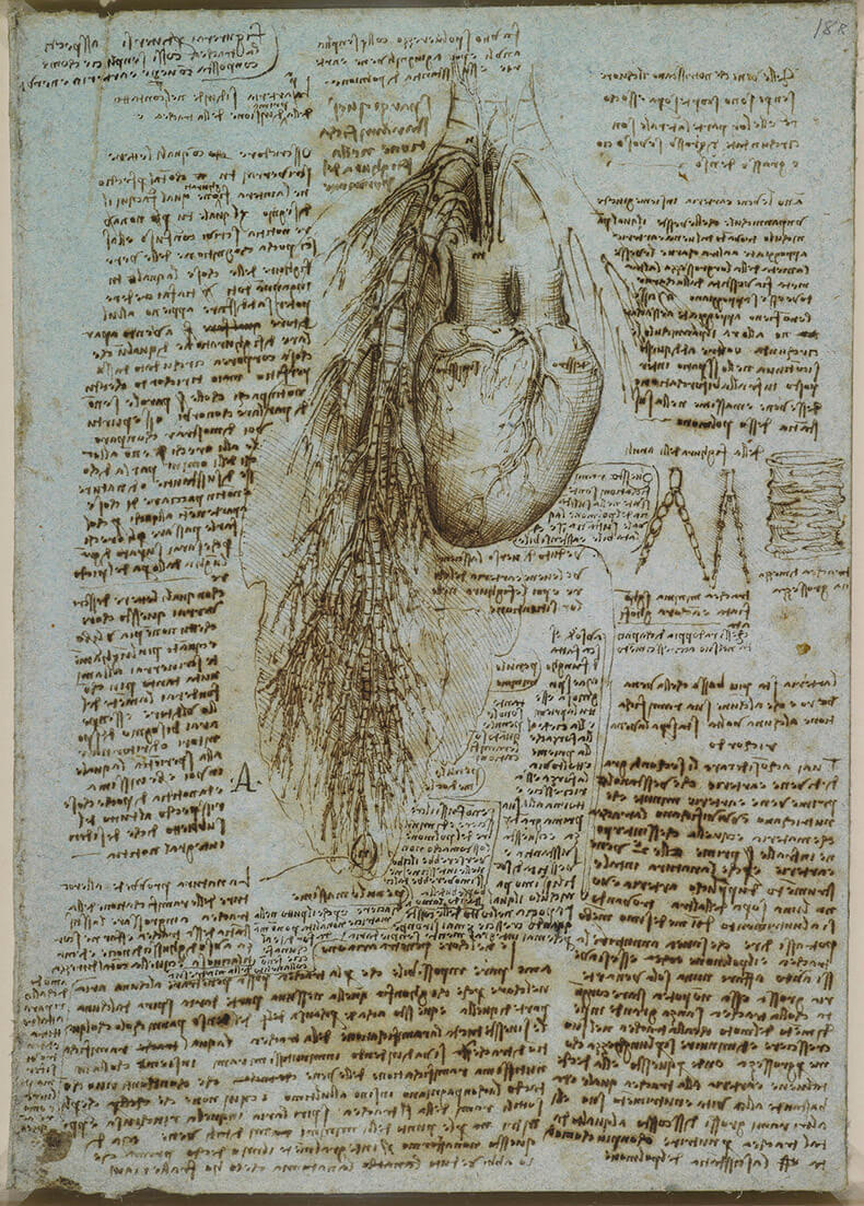 Анатомические рисунки Леонардо да Винчи выложили в открытый доступ