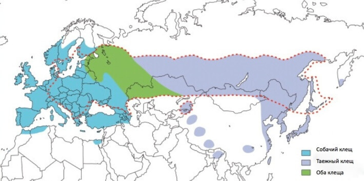 КЛЕЩЕВОЙ ЭНЦЕФАЛИТ: мифы и реалии