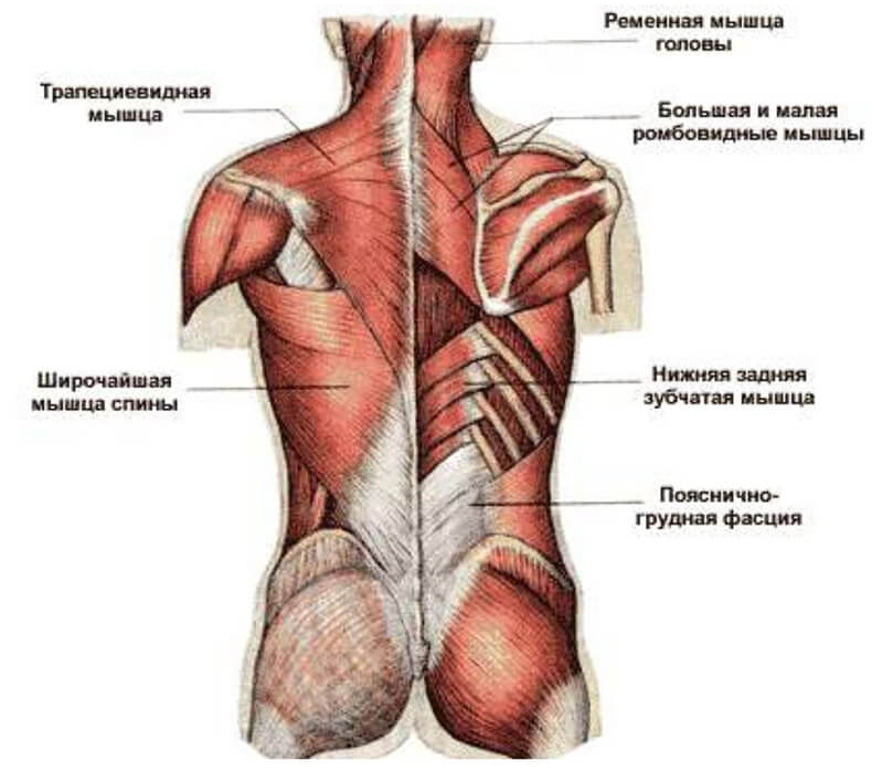 Поясничная мышца — утроба для почек