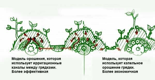 Как сделать высокие грядки: полезные идеи для отличного урожая