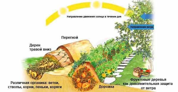 Как сделать высокие грядки: полезные идеи для отличного урожая