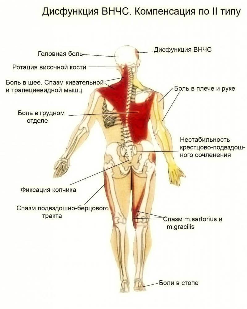 ВНЧС: Как изменения в области одного органа вызывает каскад реакций во всем теле