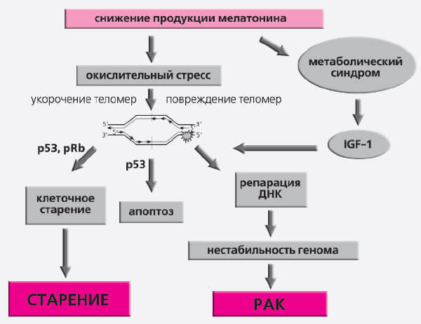 Отчего мы стареем: главный дирижер эндокринного оркестра