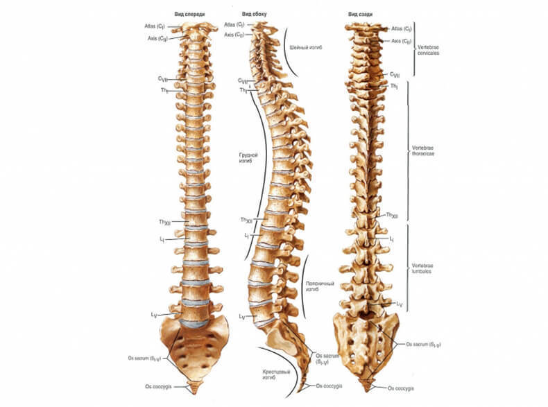 Интересные факты о позвоночнике