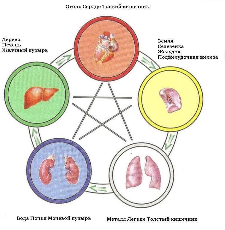 Связь внутренних органов и психосоматических заболеваний