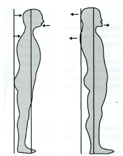 Связь ВНЧС и осанки: постуральные феномены