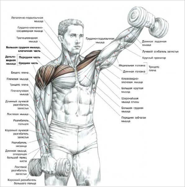6 эффективных упражнений на плечи