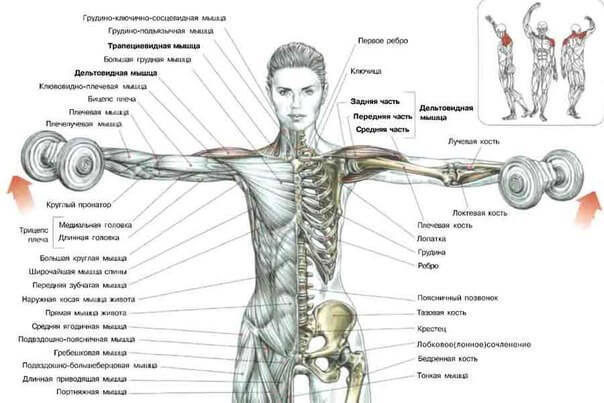 6 эффективных упражнений на плечи