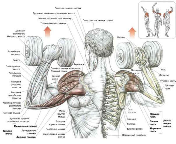 6 эффективных упражнений на плечи