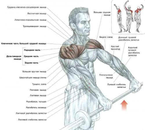 6 эффективных упражнений на плечи