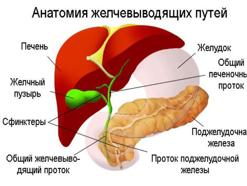 Эффективные природные средства от застоя желчи