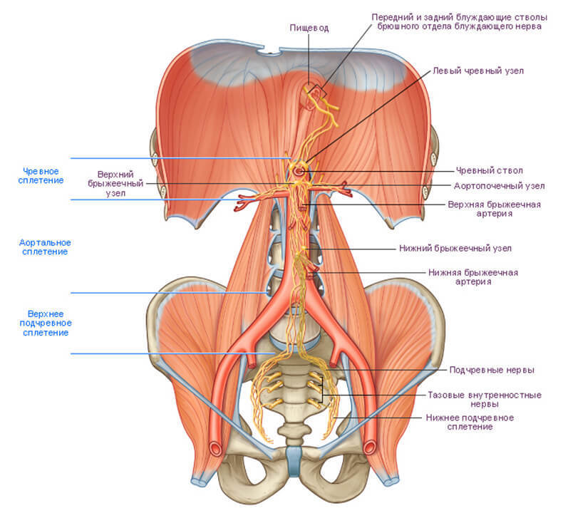 БРЮШНОЙ МОЗГ: Чревное сплетение и эмоции