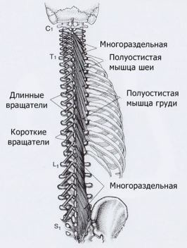 Триггеры: Карта точек боли и напряжения в теле 