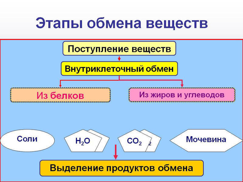 Нарушения обмена веществ: что необходимо знать