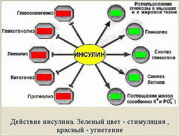 Инсулин: гормон здоровья и долголетия