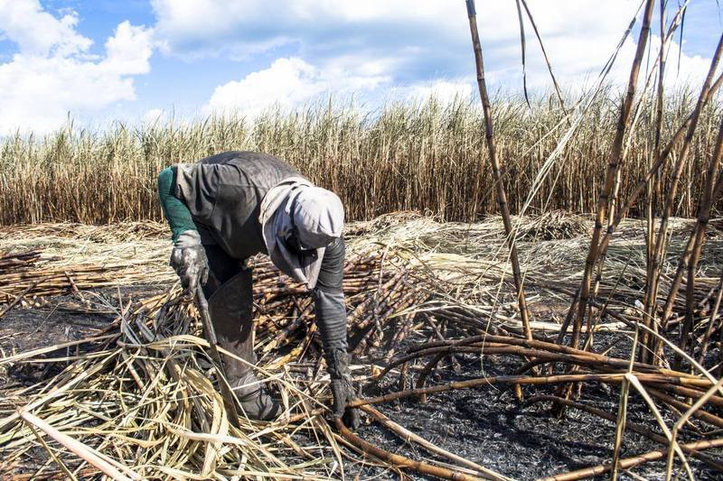 Стало известно, как европейцы делают автомобильное масло из сахара