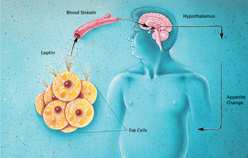 Гормон сытости: почему сила воли бессильна против лептина
