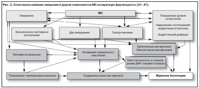 Причины мужского бесплодия: режим дефицита, лептин, инсулин