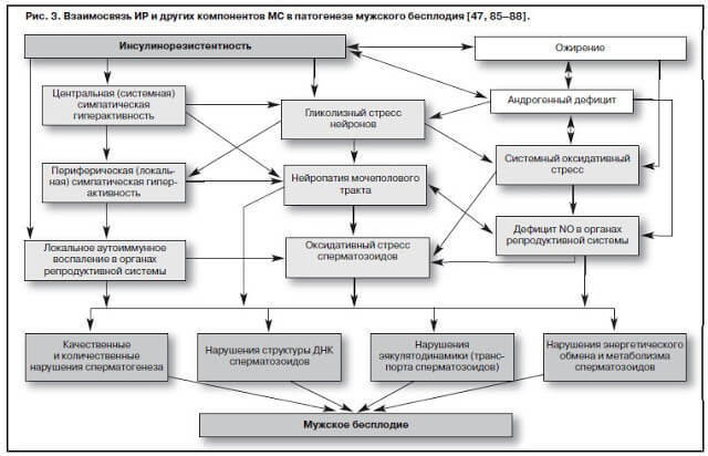 Причины мужского бесплодия: режим дефицита, лептин, инсулин