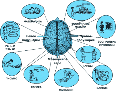 За что отвечают левое и правое полушарие нашего мозга