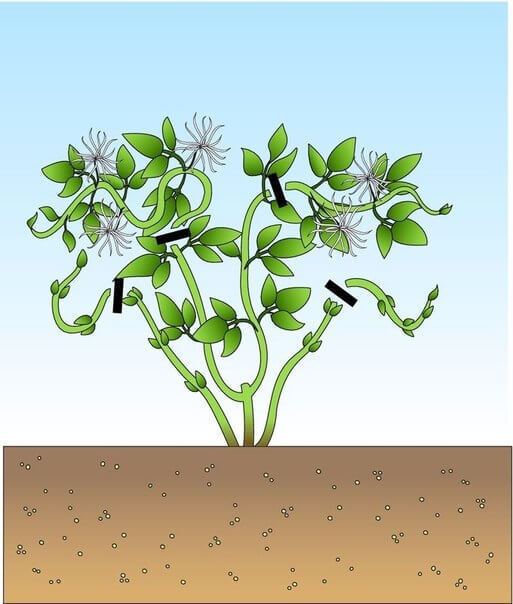 Как правильно обрезать клематисы