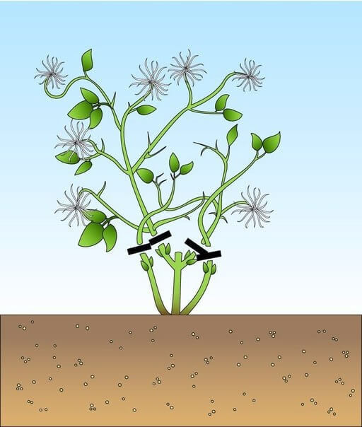 Как правильно обрезать клематисы
