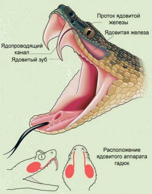 Что делать, если на вас напала гадюка