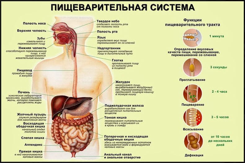 Пищеварительная система: как все устроено