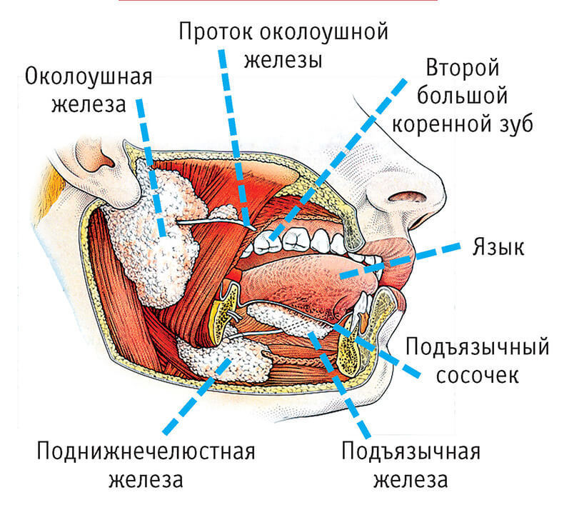 Пищеварительная система: как все устроено