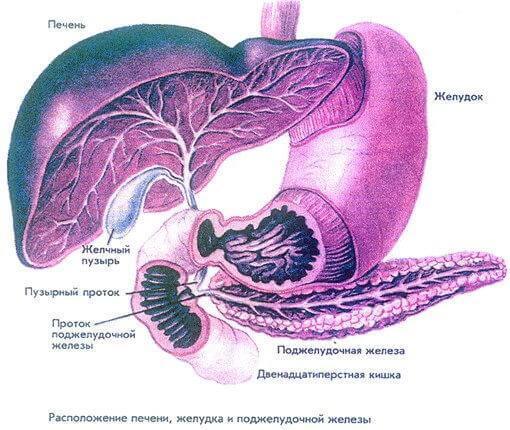 Пищеварительная система: как все устроено