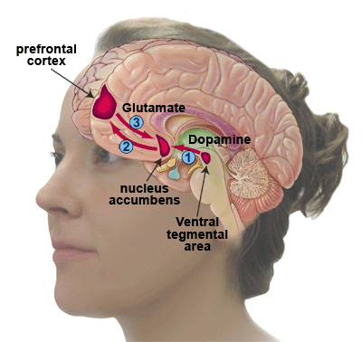 Уровень дофамина и способность учиться на своих ошибках