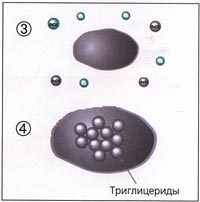  Причины появления целлюлита: что нужно знать 