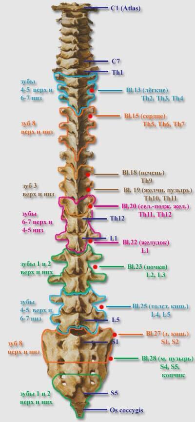 Связь зубов с эндокринной системой и позвоночником