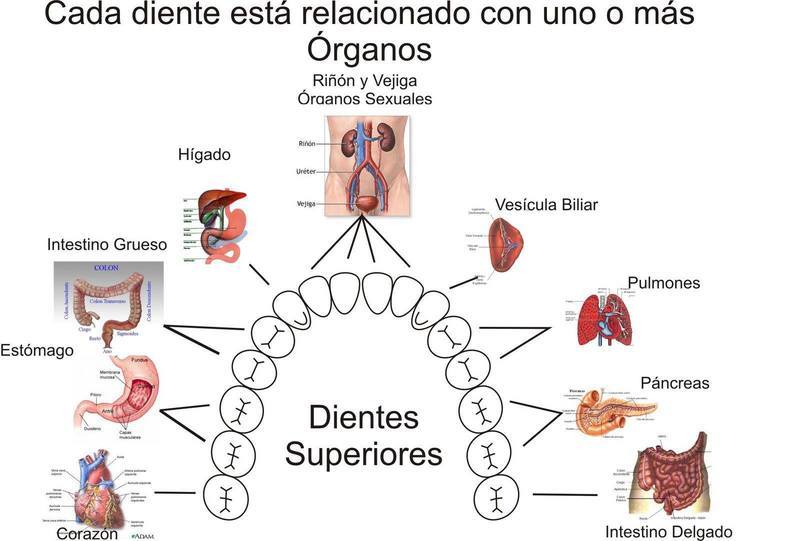 Связь зубов с эндокринной системой и позвоночником