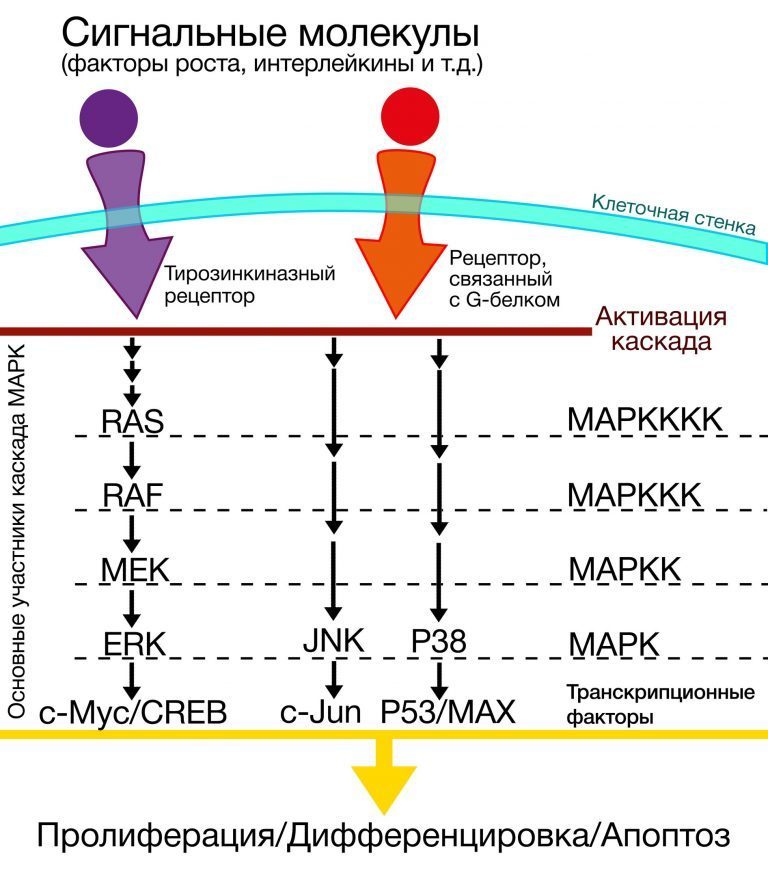 Настоящая чёрная смерть