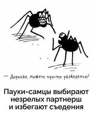 Пауки самцы «черной вдовы»  научились избегать печальной участи