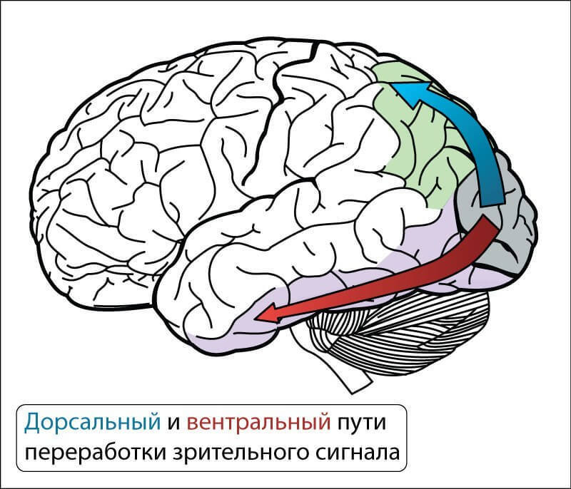 Структура и стартовые настройки мозга