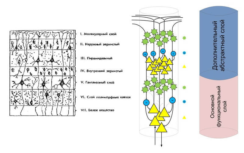 Структура и стартовые настройки мозга