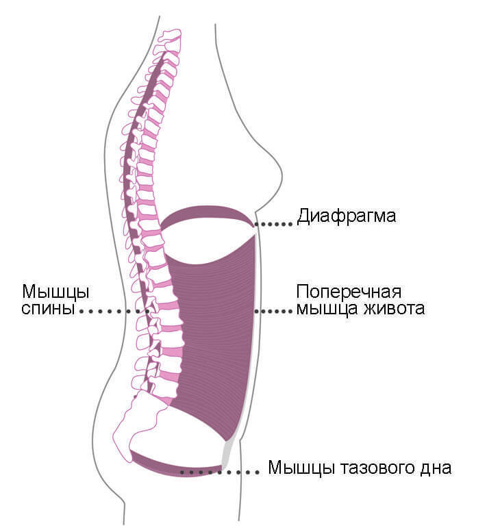 Поперечная мышца — пояс нашей стабильности