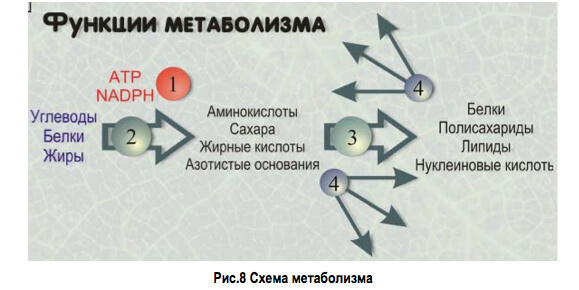 Влияние pH и окислительно-восстановительного потенциала на состояние живого организма