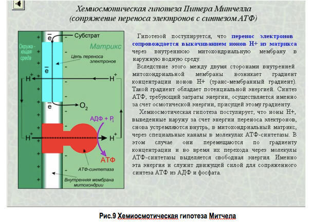 Влияние pH и окислительно-восстановительного потенциала на состояние живого организма