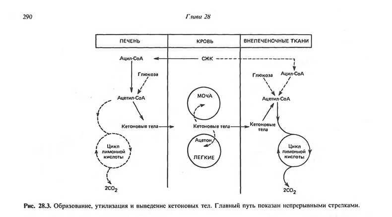 Как работает безуглеводная диета и почему её не нужно использовать