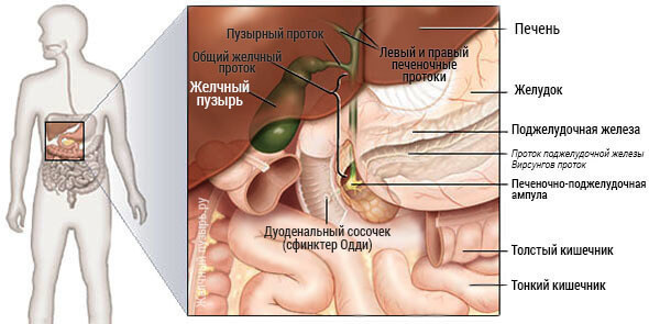 Желчный пузырь — дирижер  работы внутренних органов