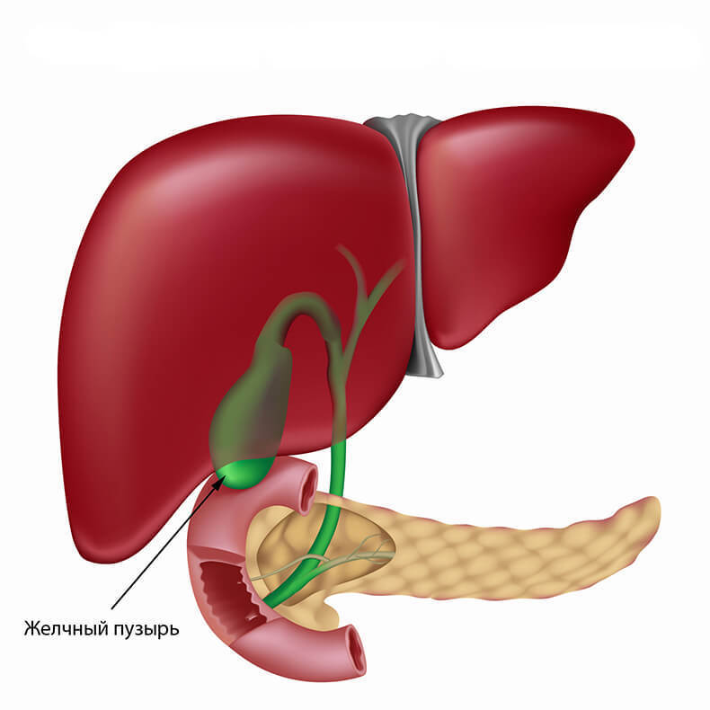 Желчный пузырь — дирижер  работы внутренних органов